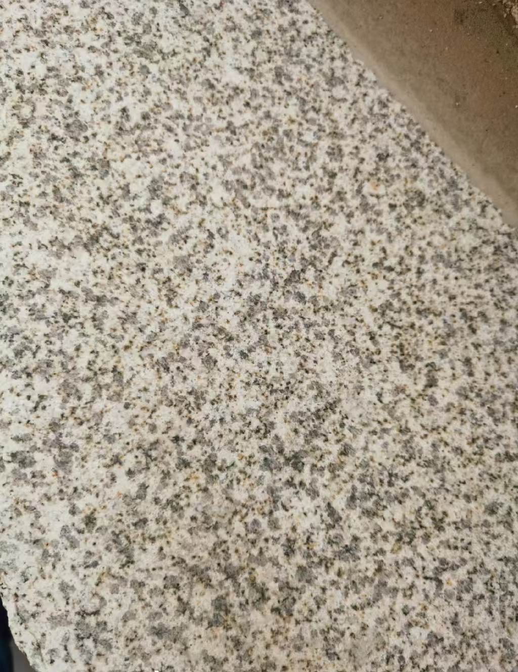 惠州 黄金麻中黄光面